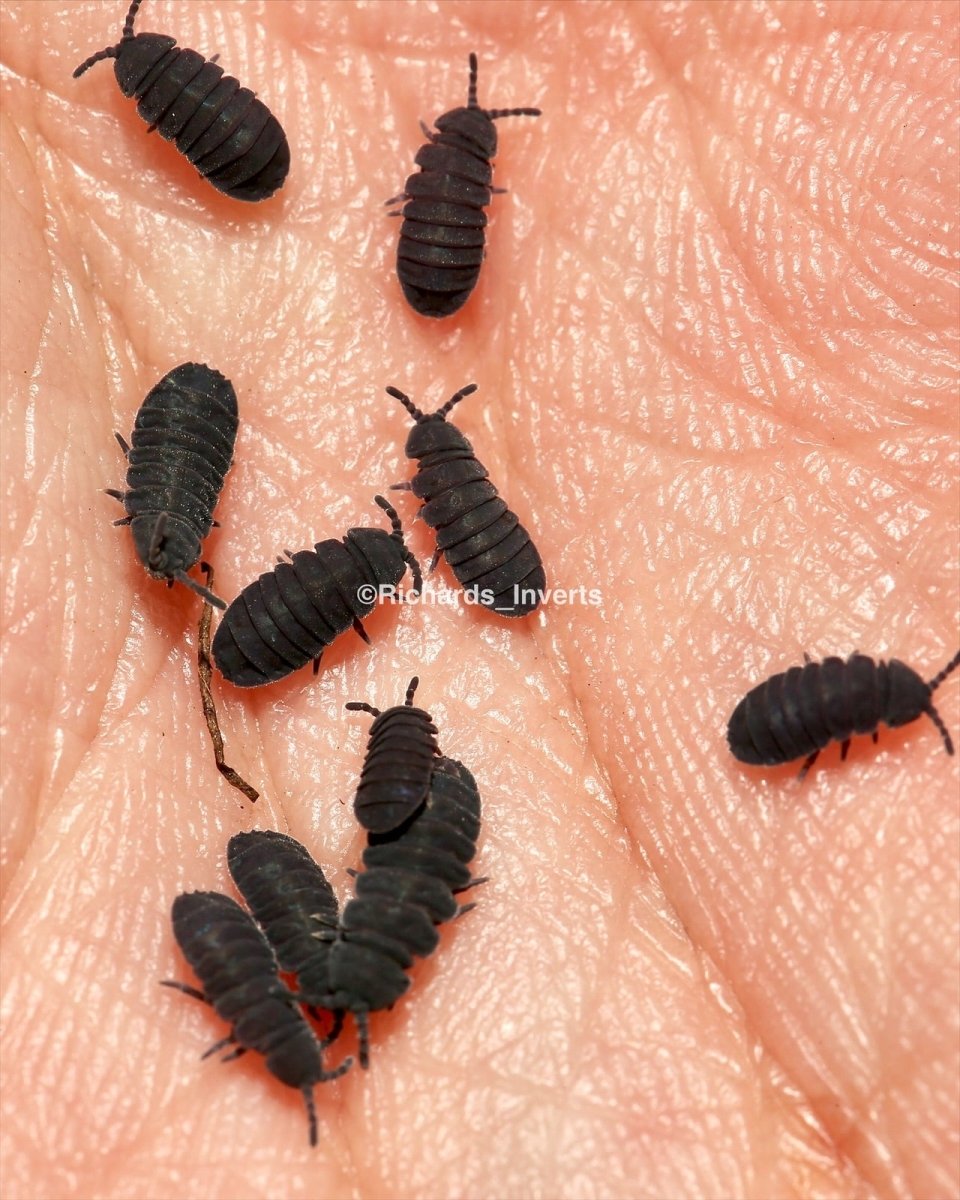 Zebra Springtails For Sale  TC INSECTS #1 in Springtails