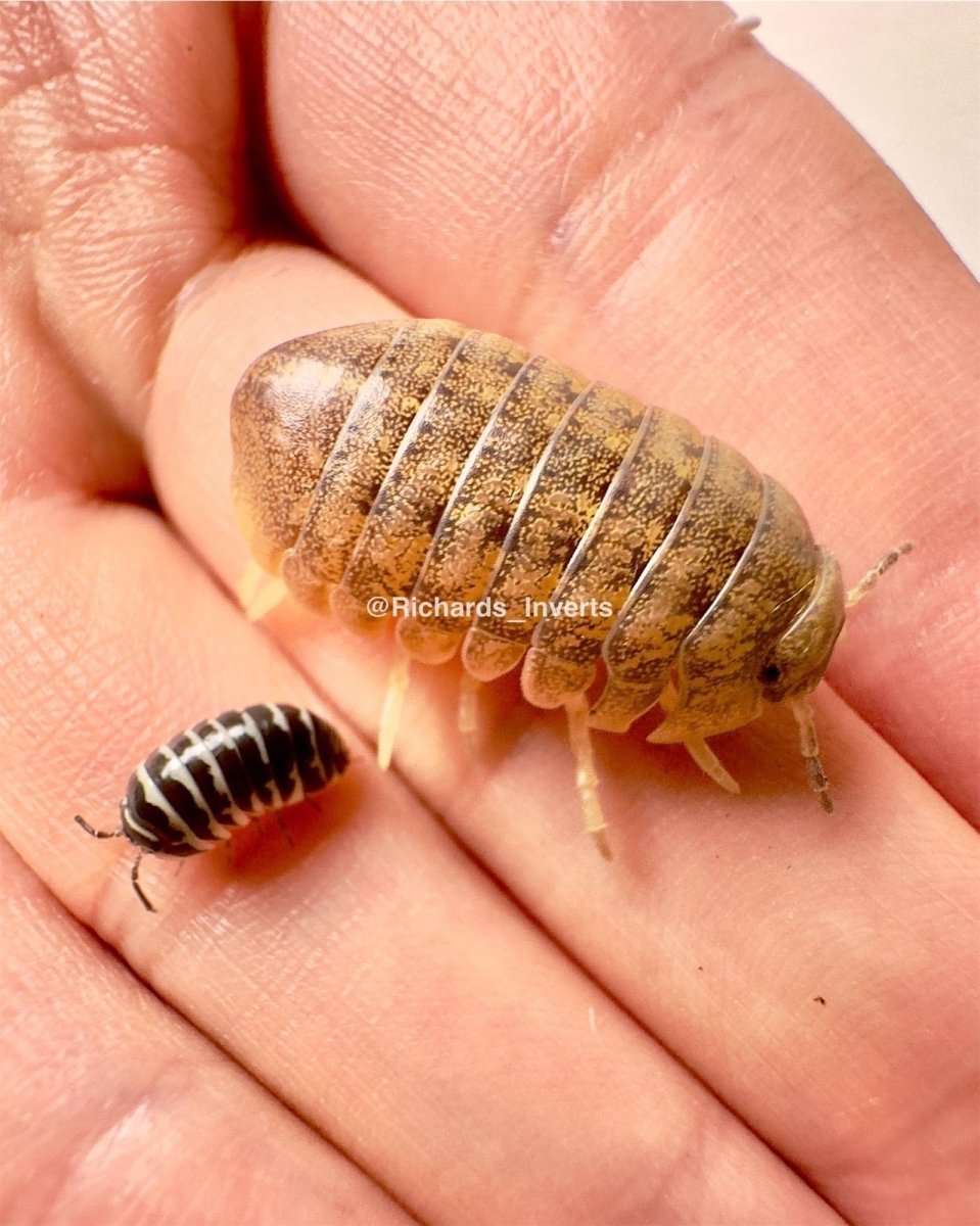 Giant Cannonball Isopod, (Helleria brevicornis) - Richard’s Inverts