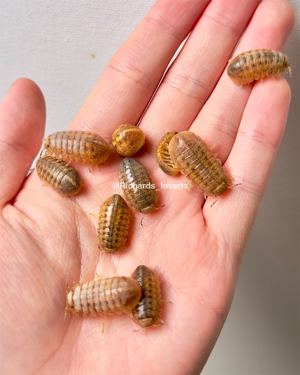 Giant Cannonball Isopod, (Helleria brevicornis) - Richard’s Inverts