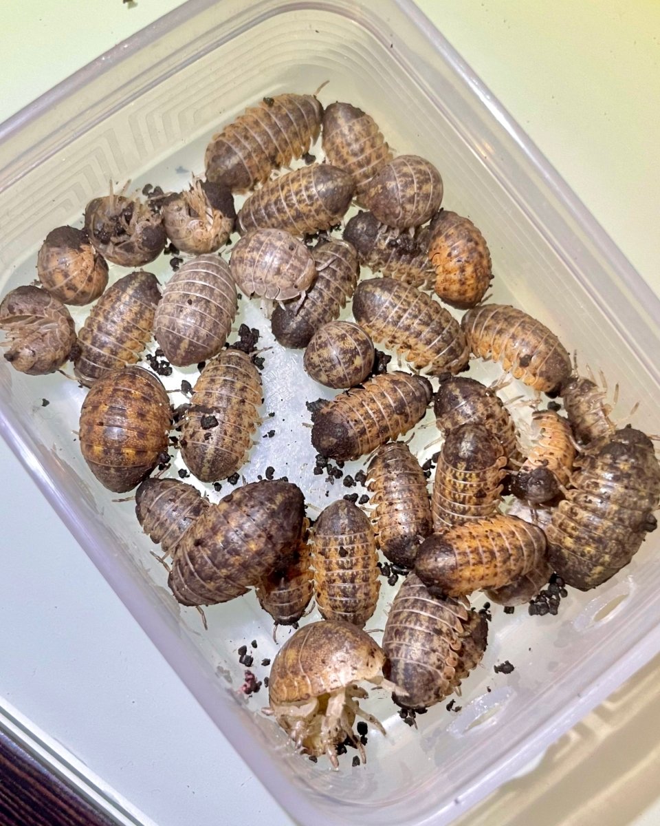 Giant Cannonball Isopod, (Helleria brevicornis) - Richard’s Inverts