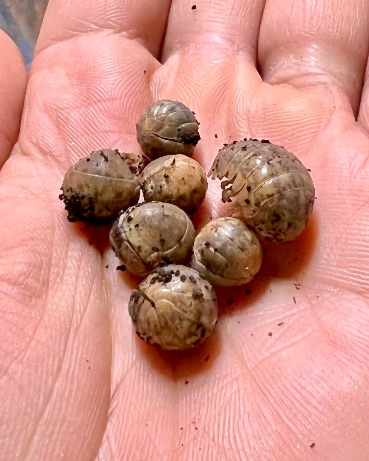 Giant Cannonball Isopod, (Helleria brevicornis) - Richard’s Inverts