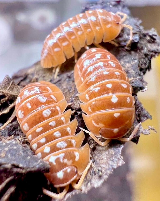 Giant Clown Isopod "Orange", (Armadillidium werneri) - Richard’s Inverts