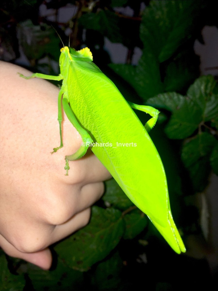 ⨂ Giant Crested Katydid, (Cnemidophyllum cirtifolium) - Richard’s Inverts
