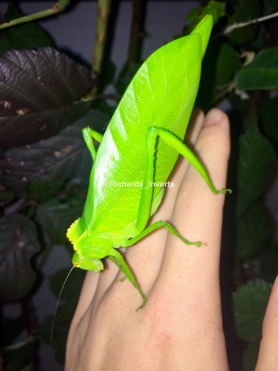 ⨂ Giant Crested Katydid, (Cnemidophyllum cirtifolium) - Richard’s Inverts