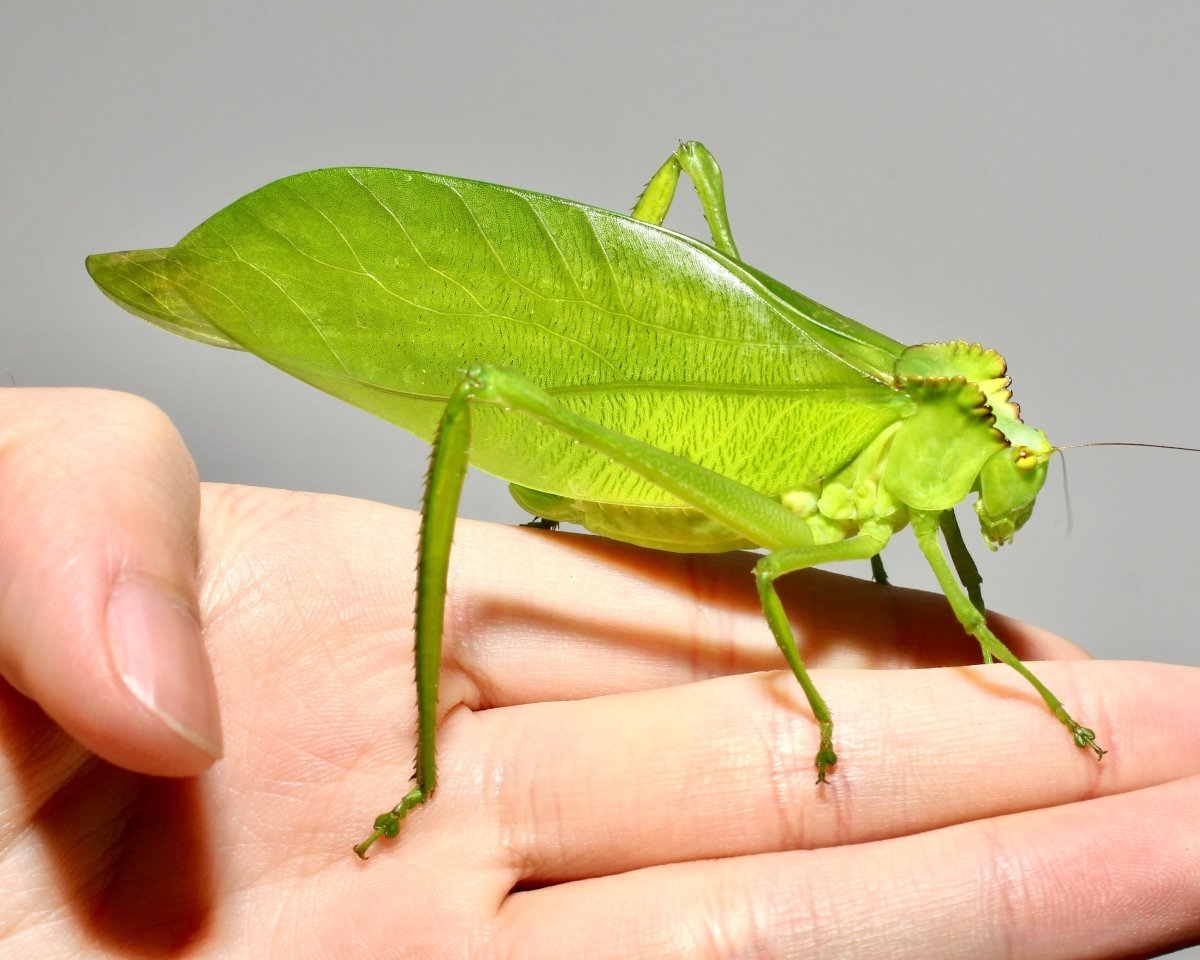 Giant Crested Katydid, (Cnemidophyllum cirtifolium) - Richard’s Inverts