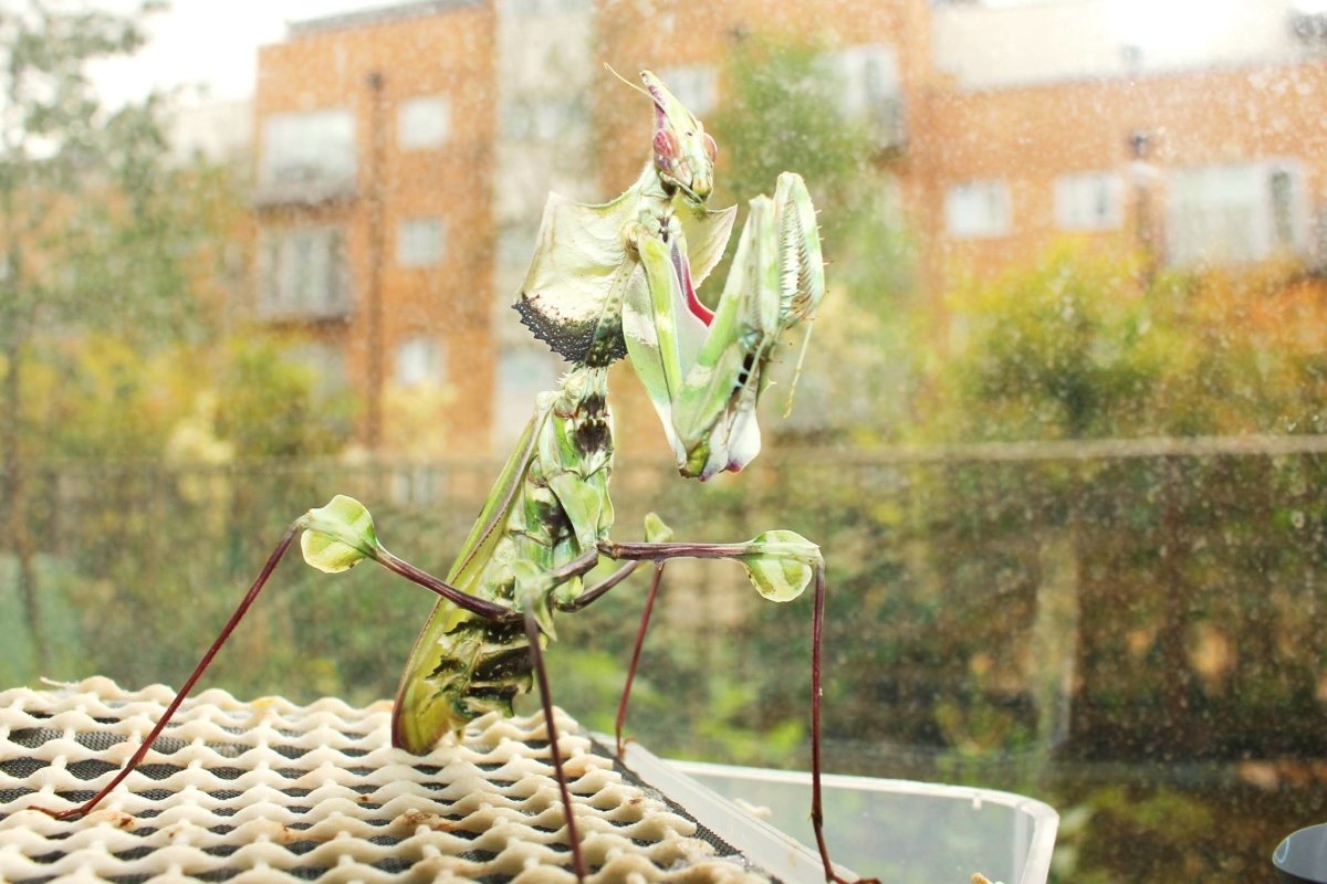 Giant Devil's Flower Mantis, (Idolomantis diabolica) - Richard’s Inverts