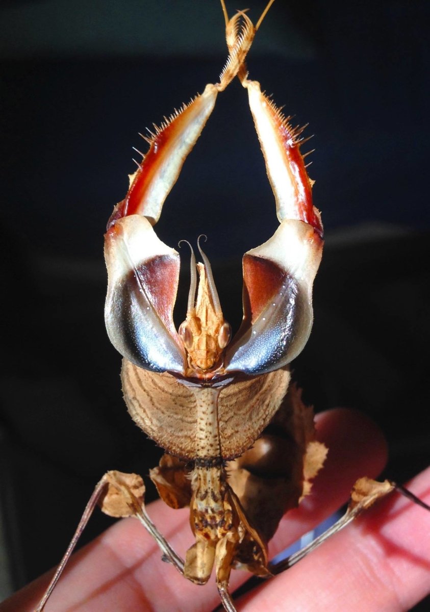 Giant Devil's Flower Mantis, (Idolomantis diabolica) - Richard’s Inverts