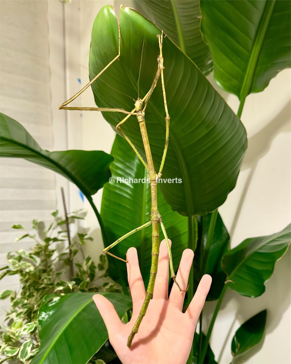 Giant Heusii Stick Insect, (Phryganistria heusii yentuensis) - Richard’s Inverts
