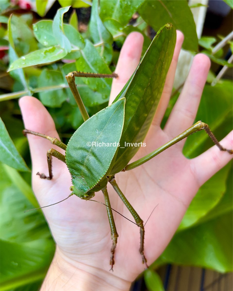 Giant Hooded Katydid, (Siliquofera grandis) - Richard’s Inverts