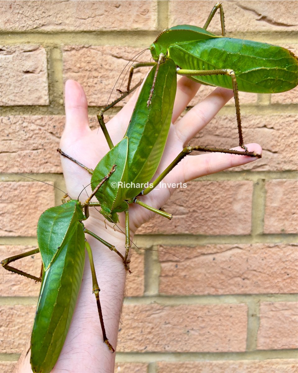Giant Hooded Katydid, (Siliquofera grandis) - Richard’s Inverts