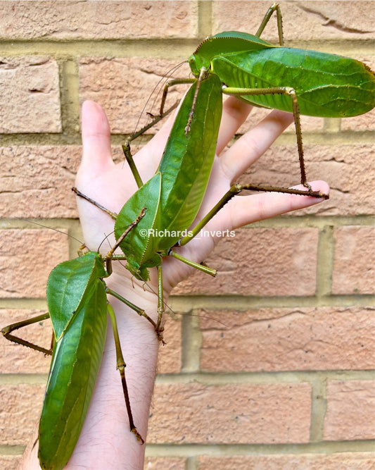 Giant Hooded Katydid, (Siliquofera grandis) - Richard’s Inverts