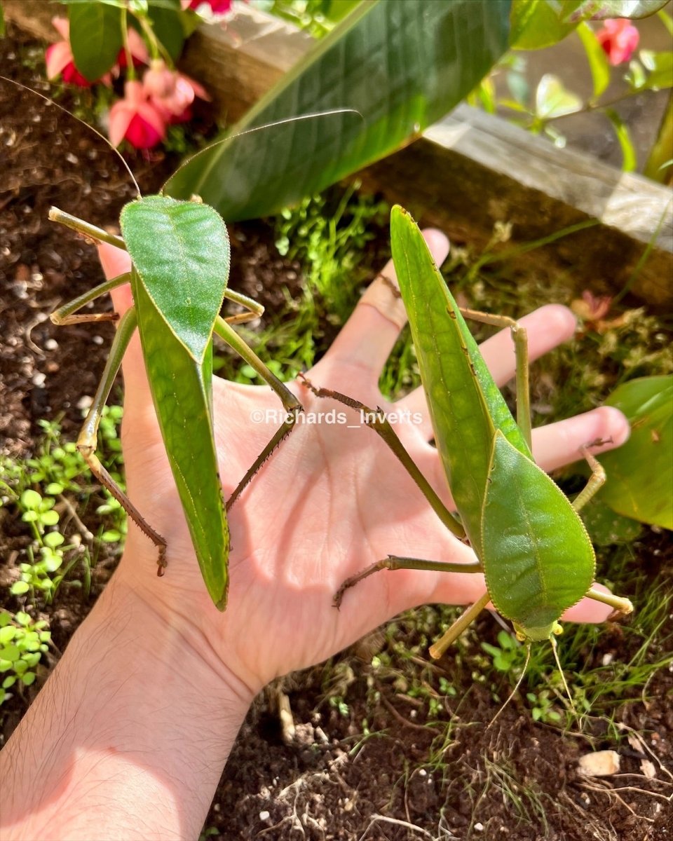 Giant Hooded Katydid, (Siliquofera grandis) - Richard’s Inverts