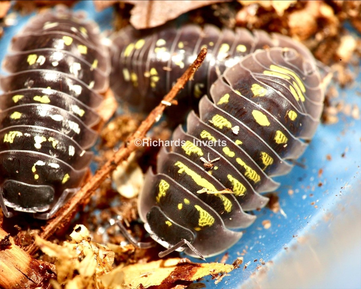 Giant Lake Garda Isopod, (Armadillidium tirolense "Lake Garda") - Richard’s Inverts