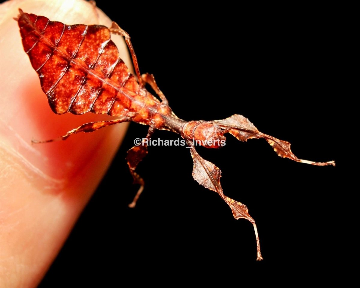 Giant Leaf Insect, (Phyllium giganteum) - Richard’s Inverts