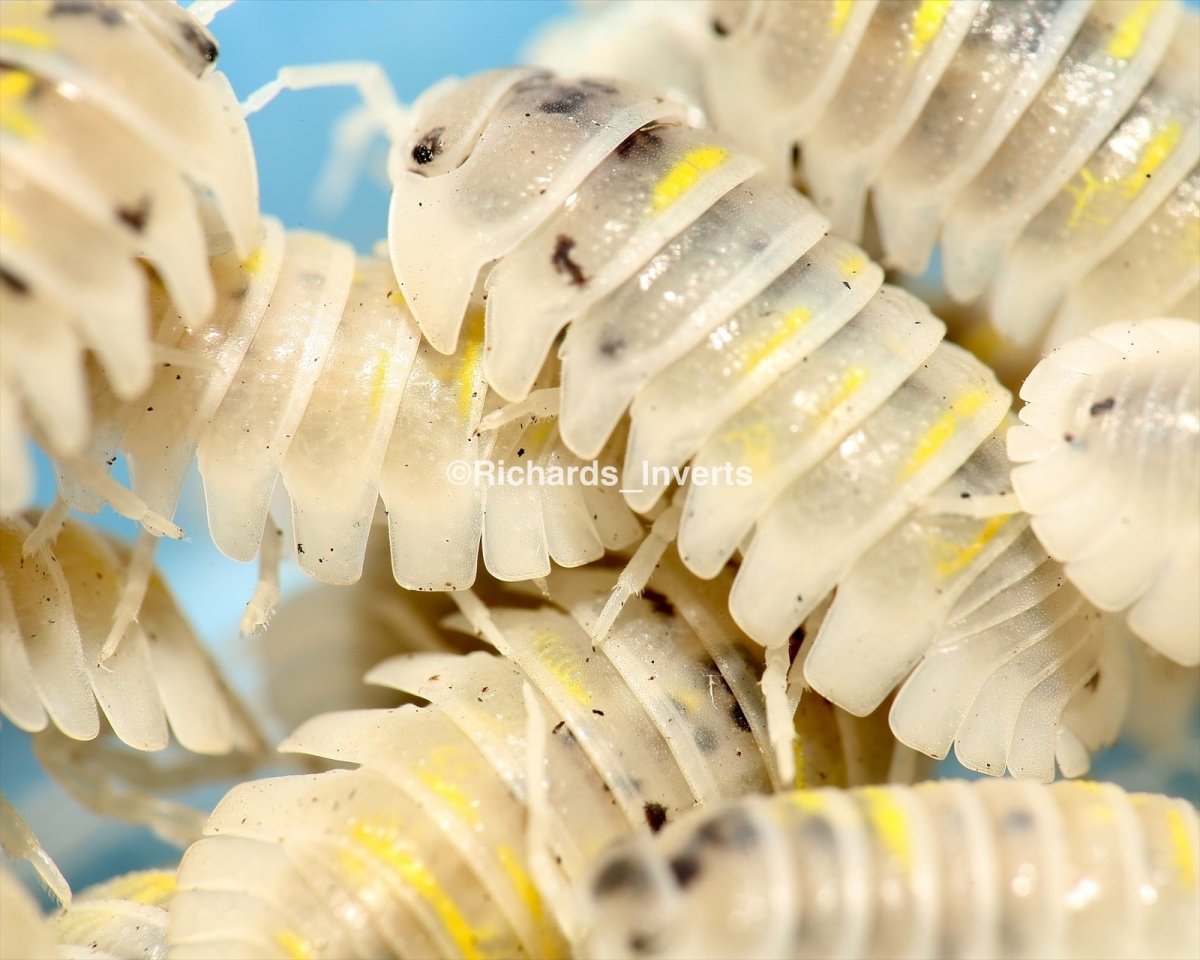 Giant Magic Potion Isopod, (Armadillidium granulatum) - Richard’s Inverts