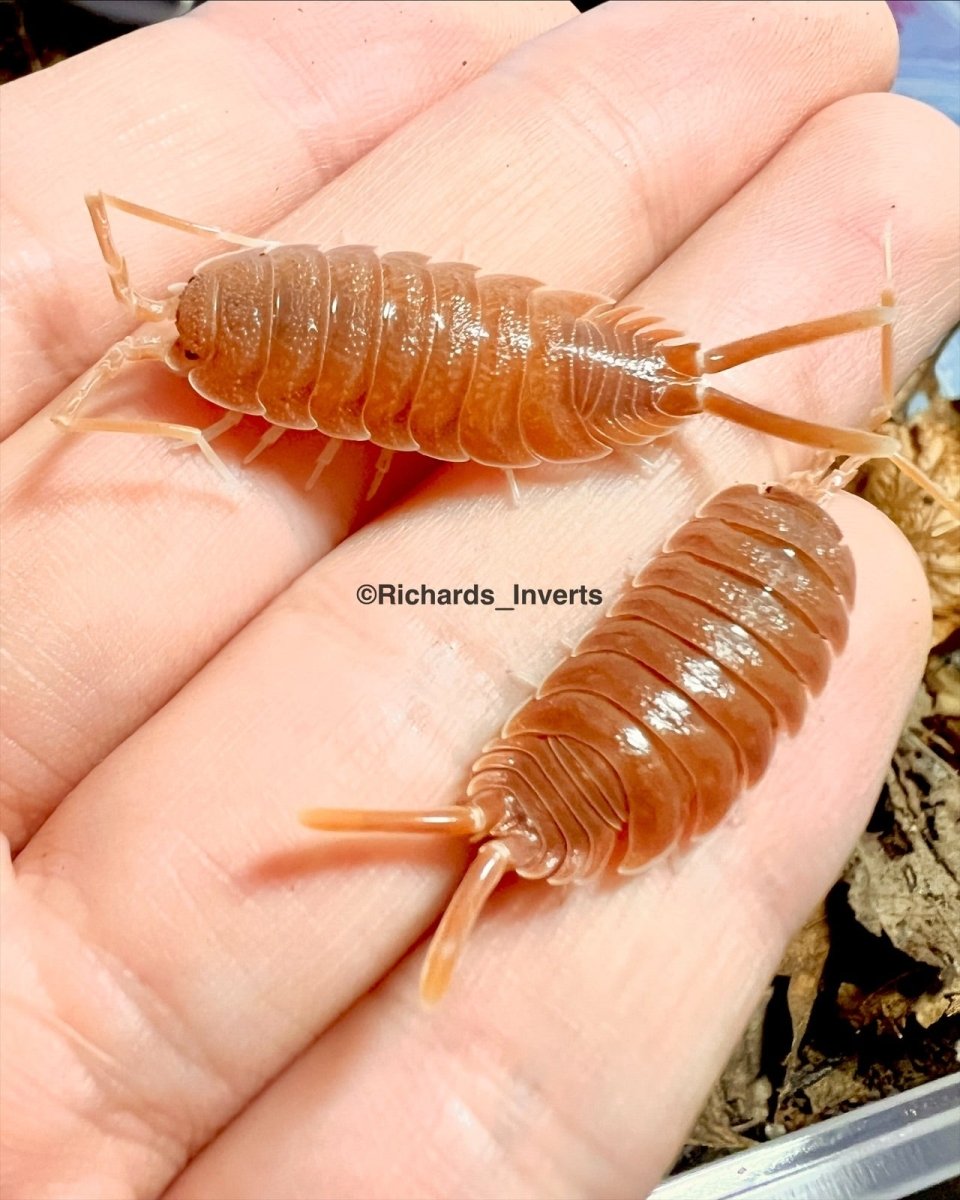 Giant Magnificent Isopod, (Porcellio magnificus) - Richard’s Inverts