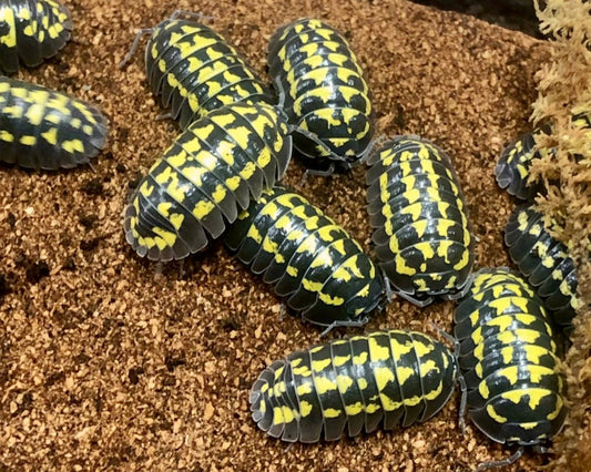 Giant Neon Yellow Isopod "Jumbo", (Armadillidium gestroi) - Richard’s Inverts