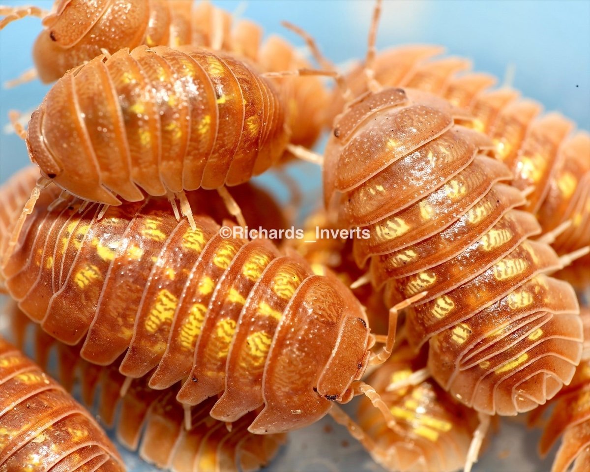Giant Orange Isopod, (Armadillidium granulatum) - Richard’s Inverts
