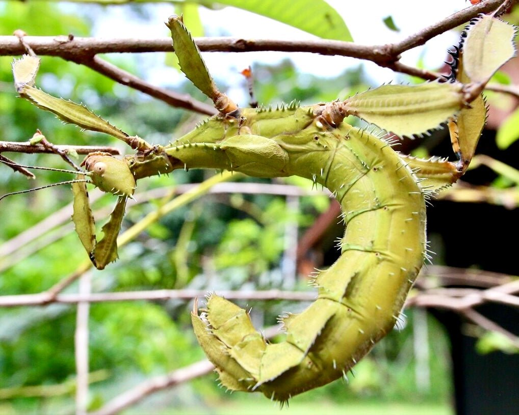 Giant Prickly Stick Insect, (Extatosoma tiaratum) - Richard’s Inverts
