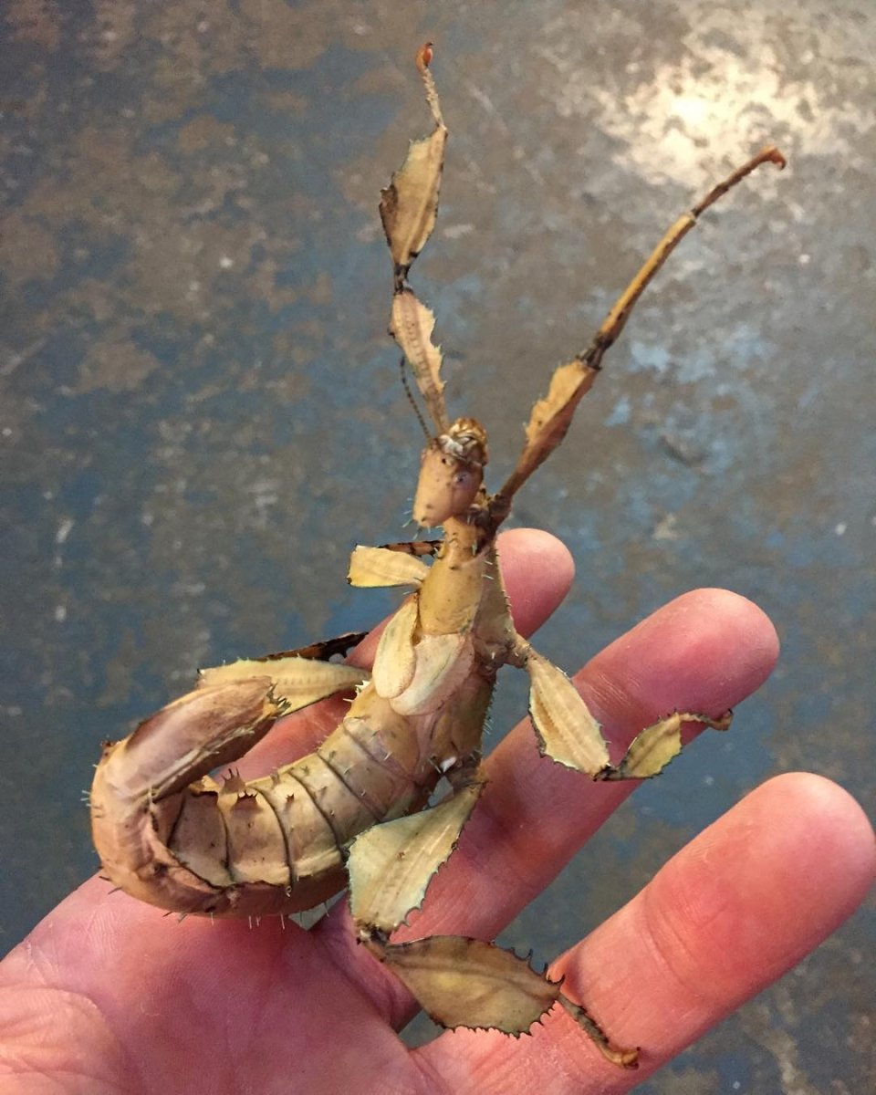 ⨂ Giant Prickly Stick Insect, (Extatosoma tiaratum) - Richard’s Inverts