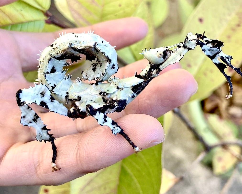 Giant Prickly Stick Insect, (Extatosoma tiaratum) - Richard’s Inverts