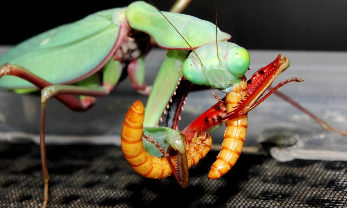 Giant Rainforest Mantis, (Hierodula majuscula) - Richard’s Inverts