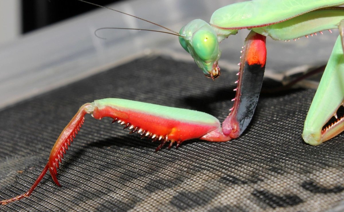 Giant Rainforest Mantis, (Hierodula majuscula) - Richard’s Inverts