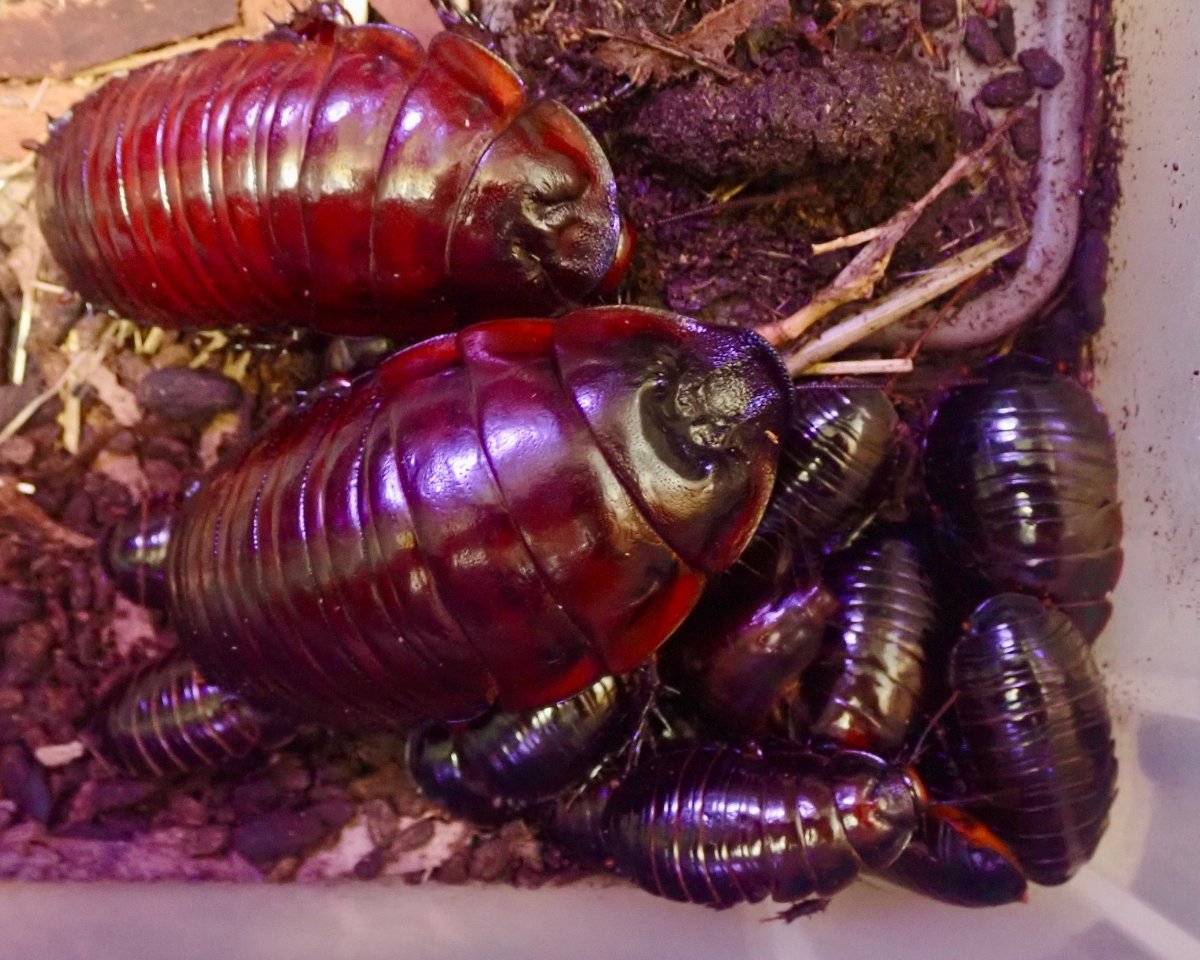 Giant Rhinoceros Roach, (Macropanesthia rhinoceros) - Richard’s Inverts