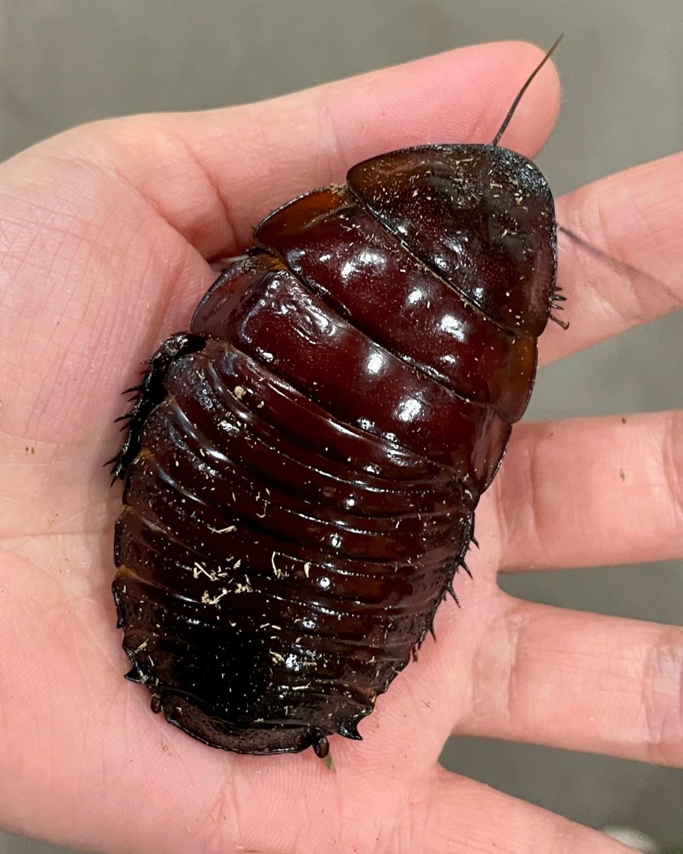 Giant Rhinoceros Roach, (Macropanesthia rhinoceros) - Richard’s Inverts