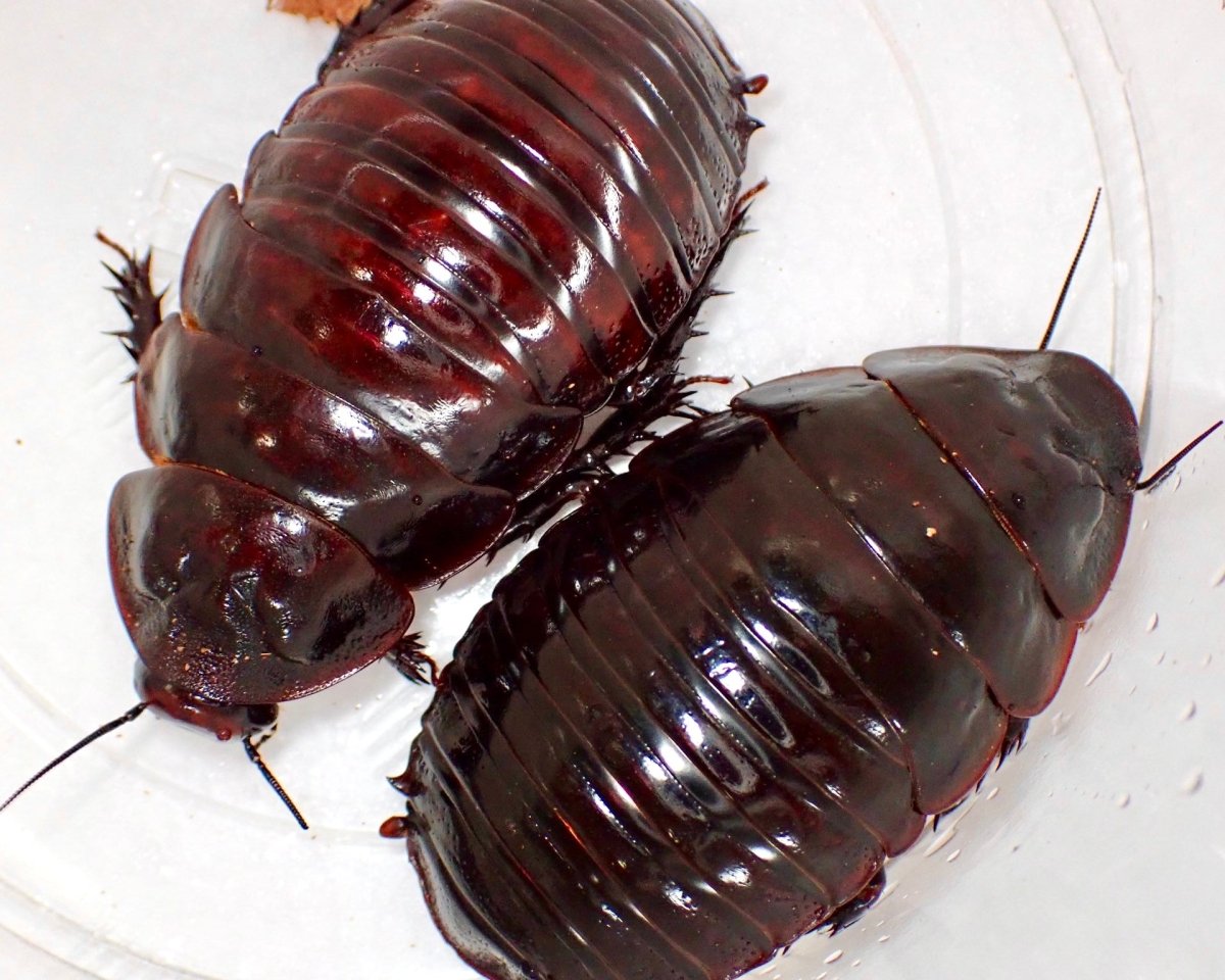 Giant Rhinoceros Roach, (Macropanesthia rhinoceros) - Richard’s Inverts