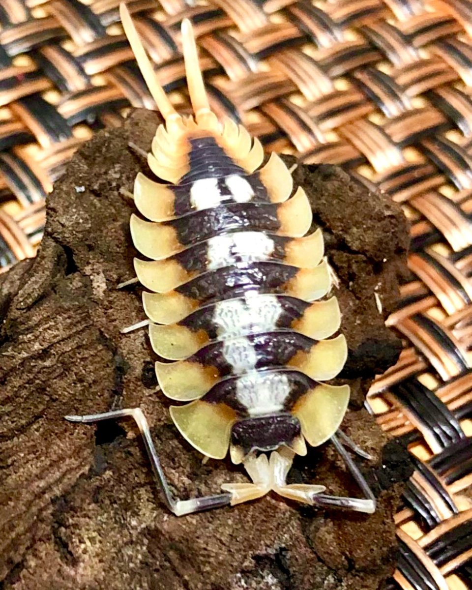 Giant Spanish Isopod "Orange", (Porcellio expansus "Orange") - Richard’s Inverts