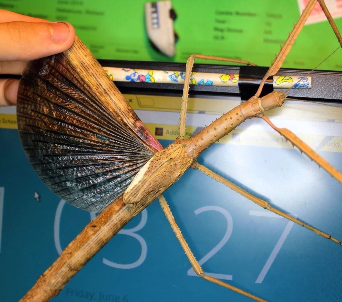 Giant Stick Insect, (Acrophylla wuelfingi) - Richard’s Inverts