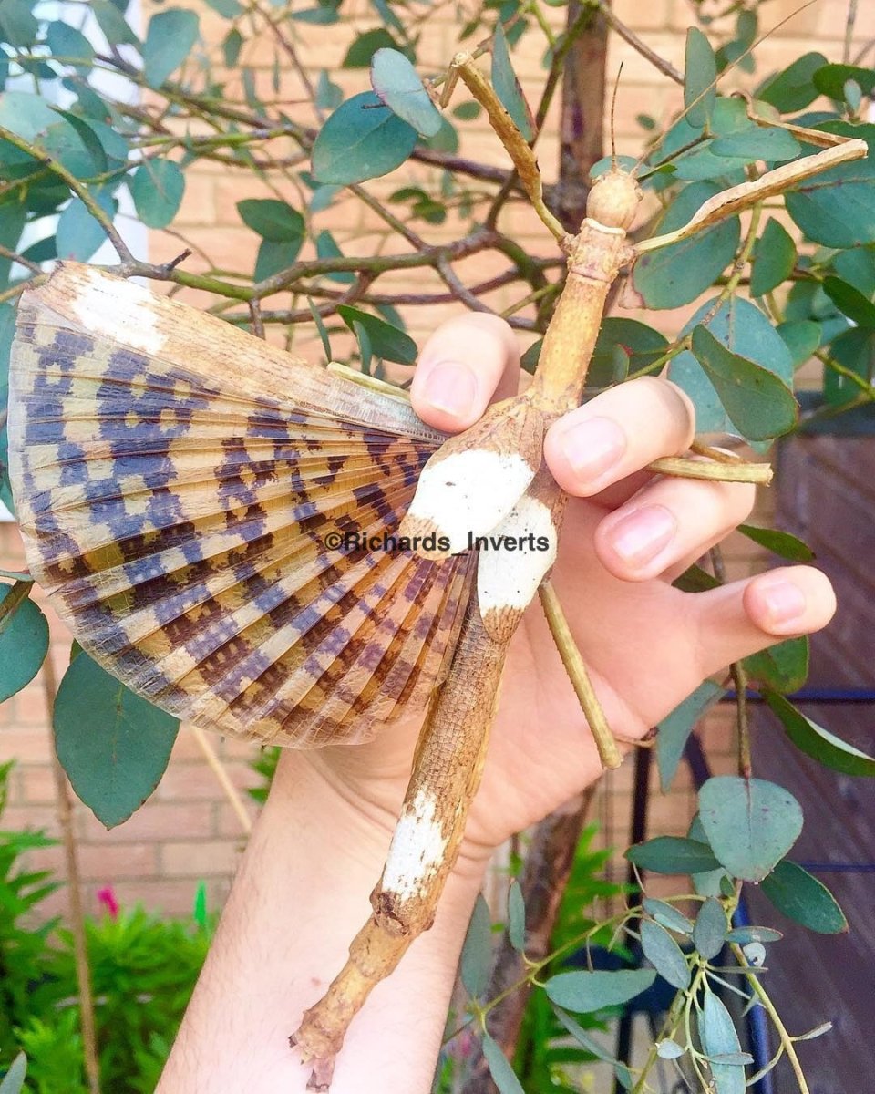 Giant Stick Insect, (Phasma gigas "Jailolo") - Richard’s Inverts