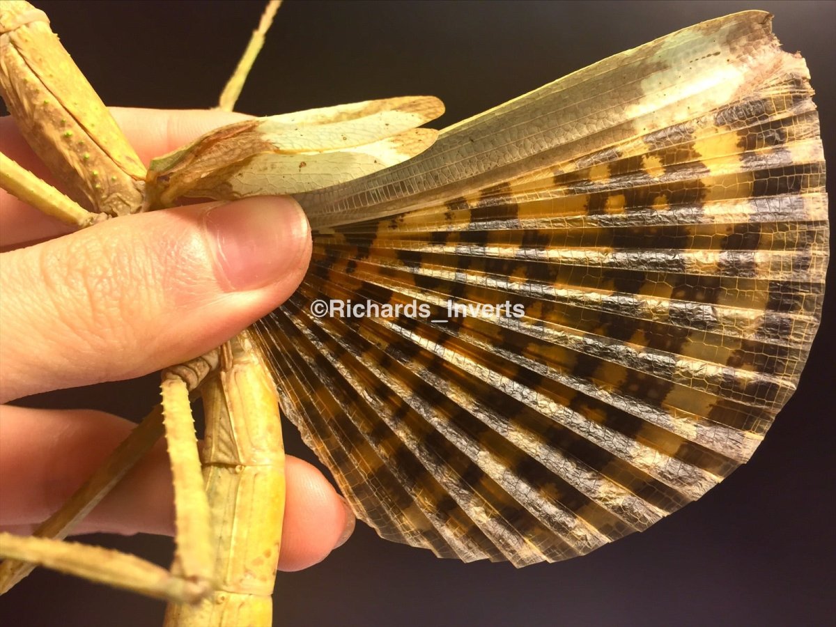 Giant Stick Insect, (Phasma gigas "Jailolo") - Richard’s Inverts