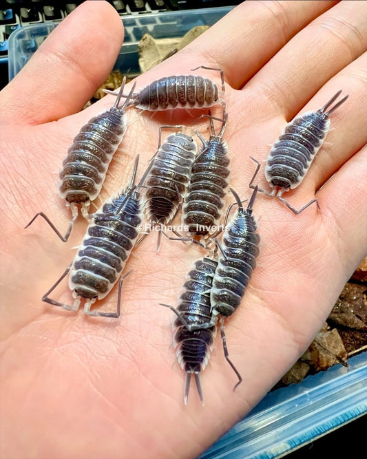 Giant Titan Isopod, (Porcellio hoffmannseggi) - Richard’s Inverts