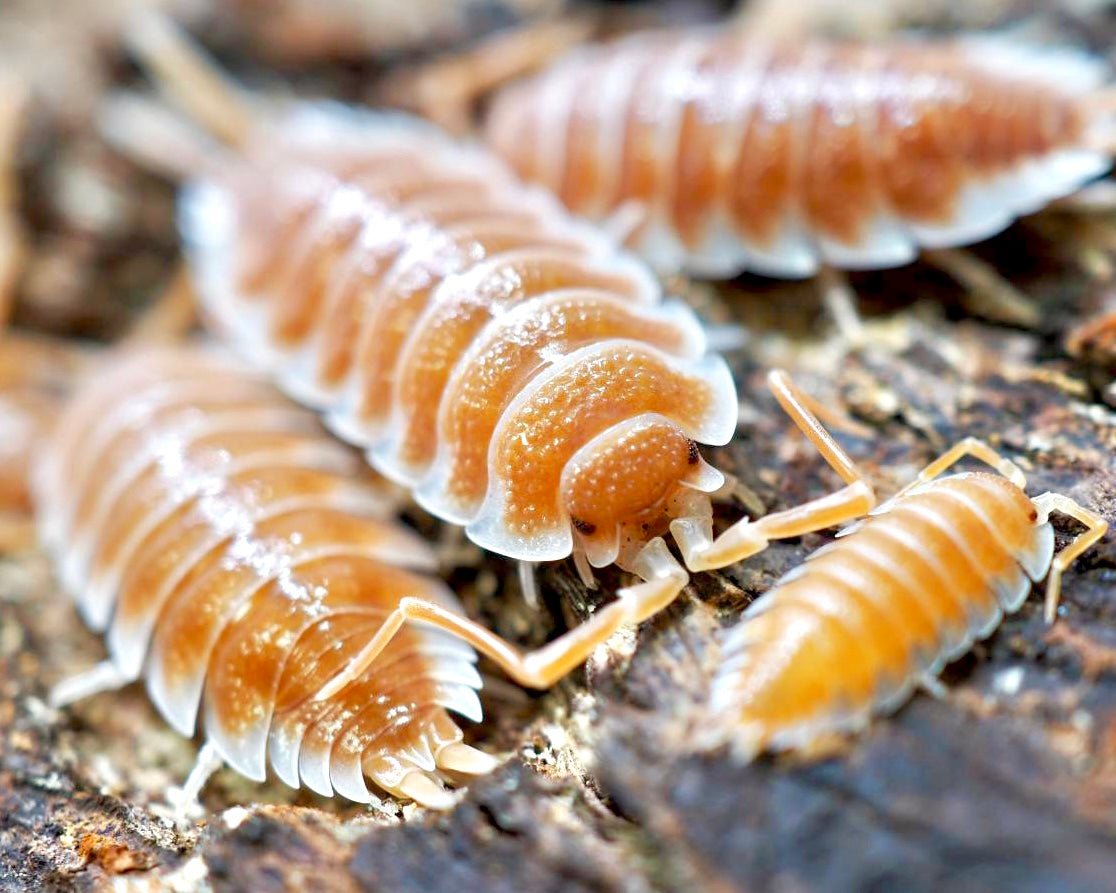Giant Titan Isopod "Sunset", (Porcellio hoffmannseggi "Sunset") - Richard’s Inverts