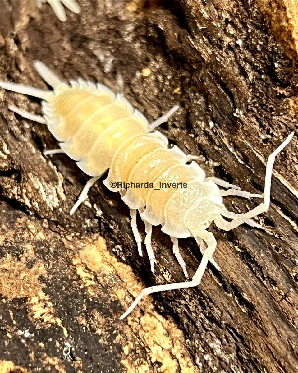 ⨂ Giant Titan Isopod "Yeti", (Porcellio hoffmannseggi) - Richard’s Inverts