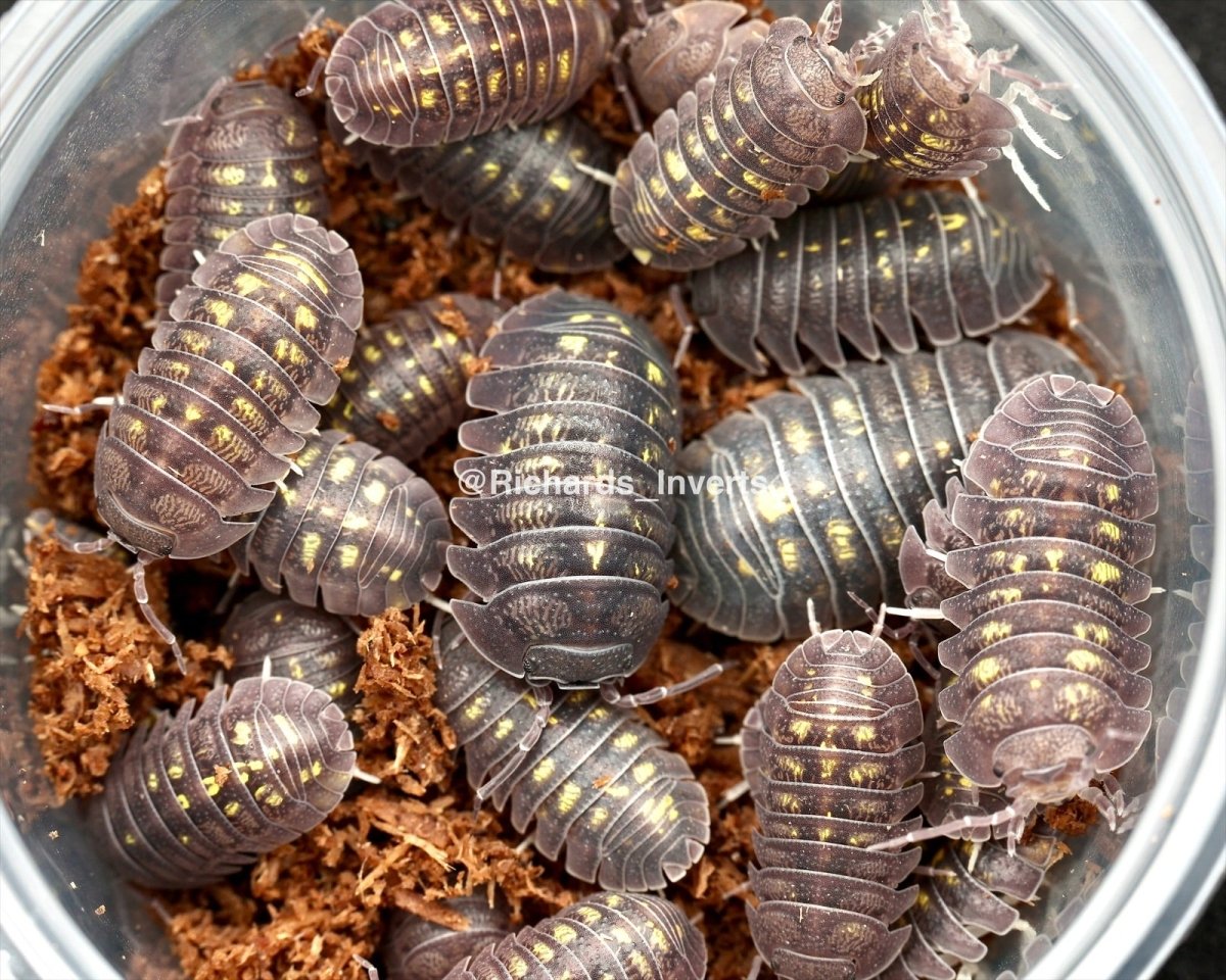 Granulated Isopod, (Armadillidium granulatum) - Richard’s Inverts