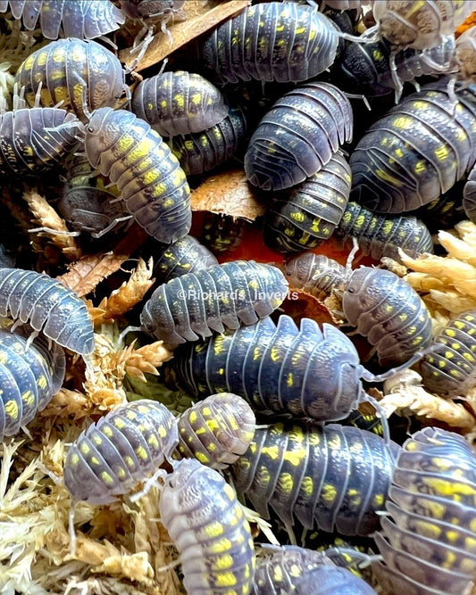 Granulated Isopod, (Armadillidium granulatum) - Richard’s Inverts