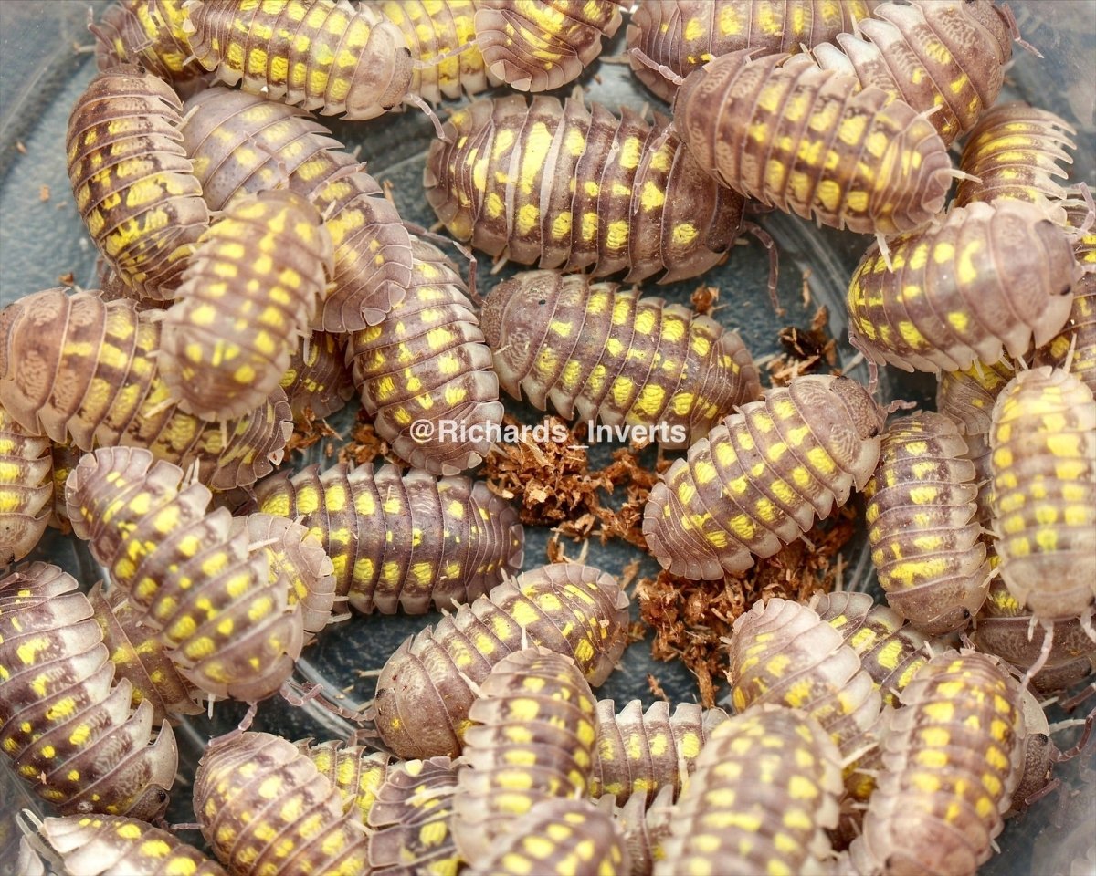 Granulated Isopod "Lemon", (Armadillidium granulatum) - Richard’s Inverts