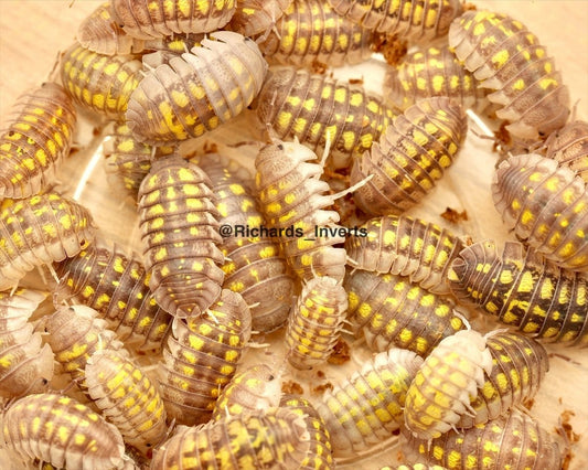 Granulated Isopod "Lemon", (Armadillidium granulatum) - Richard’s Inverts