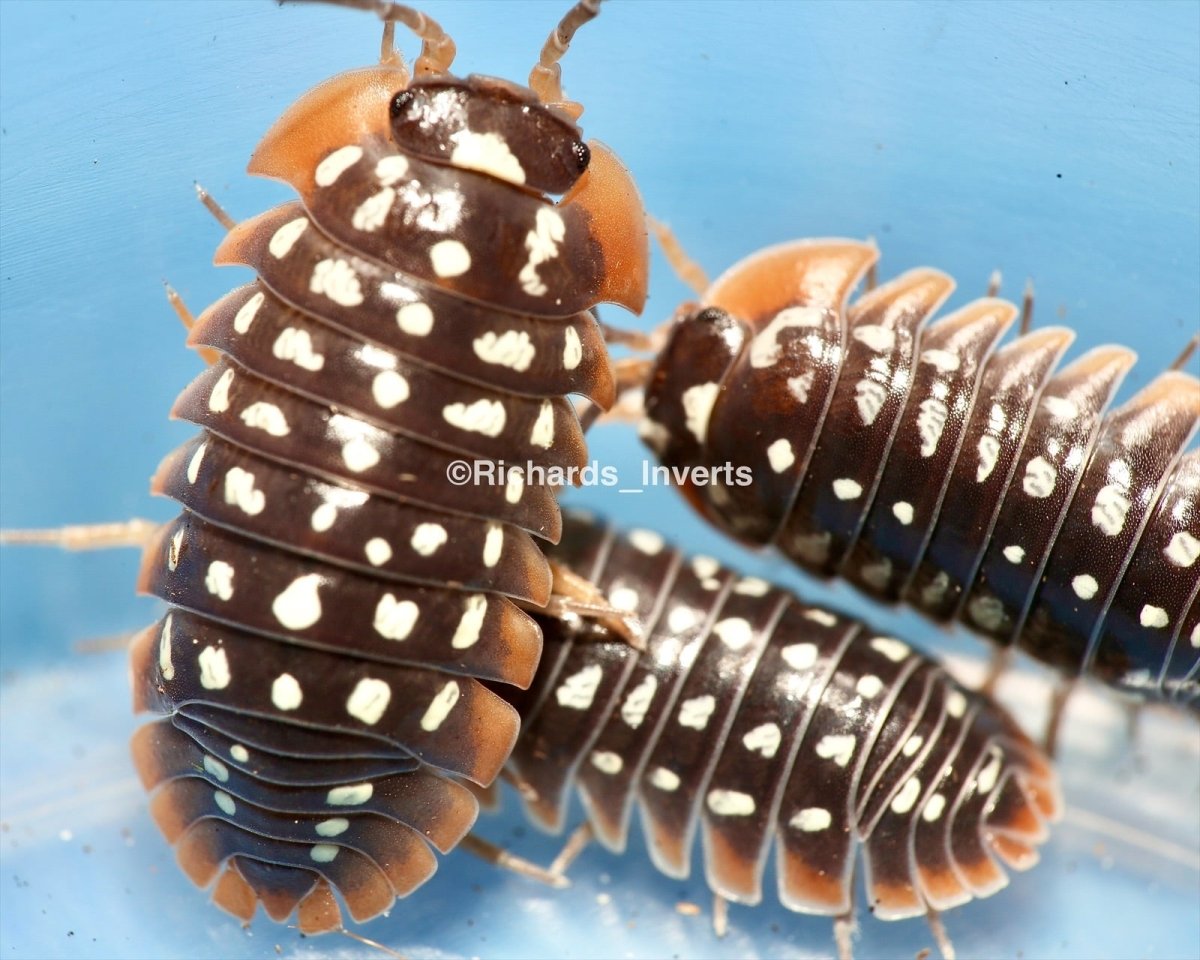 Greater Clown Isopod, (Armadillidium werneri) - Richard’s Inverts
