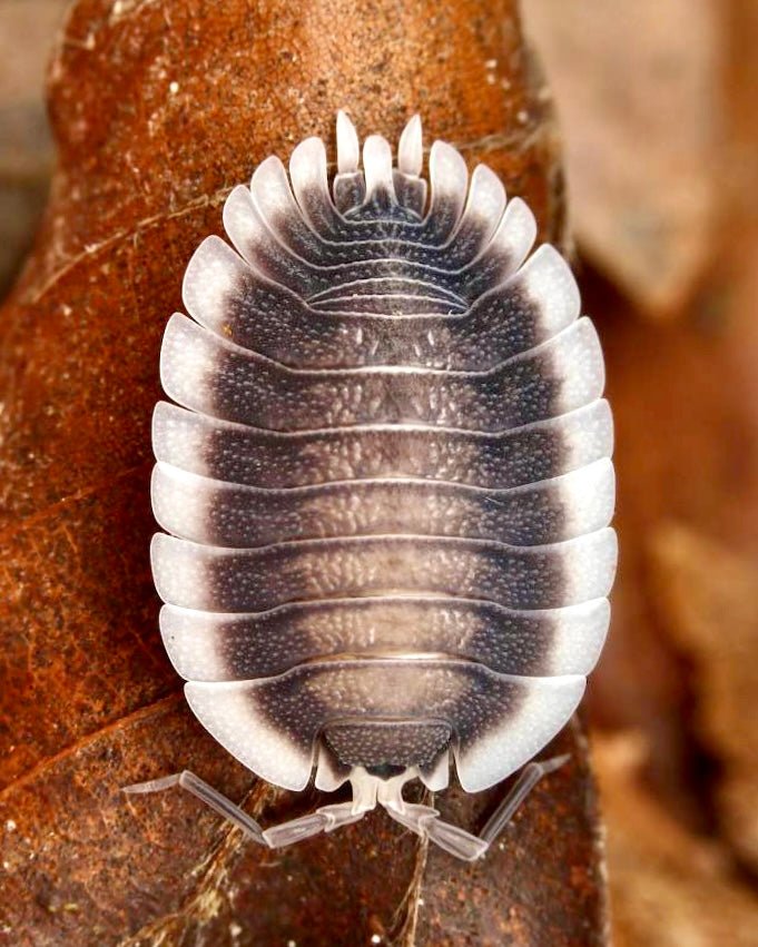 Greek Shield Isopod, (Porcellio werneri) - Richard’s Inverts