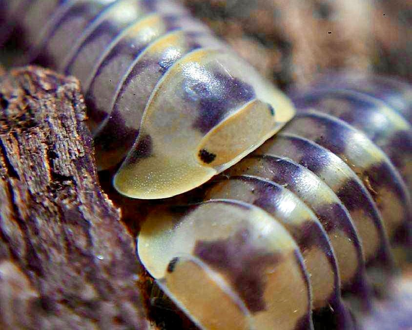 Green Laser Isopod, (Cubaris sp. "Green Laser") - Richard’s Inverts