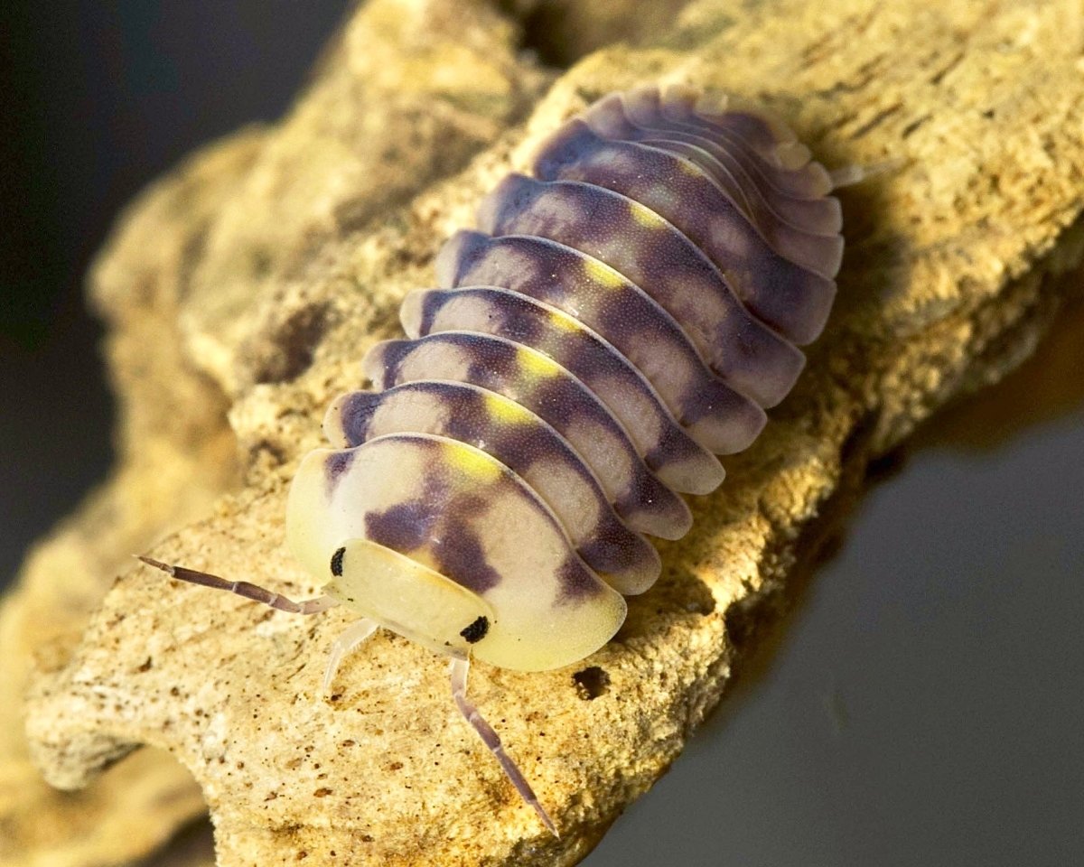 Green Laser Isopod, (Cubaris sp. "Green Laser") - Richard’s Inverts