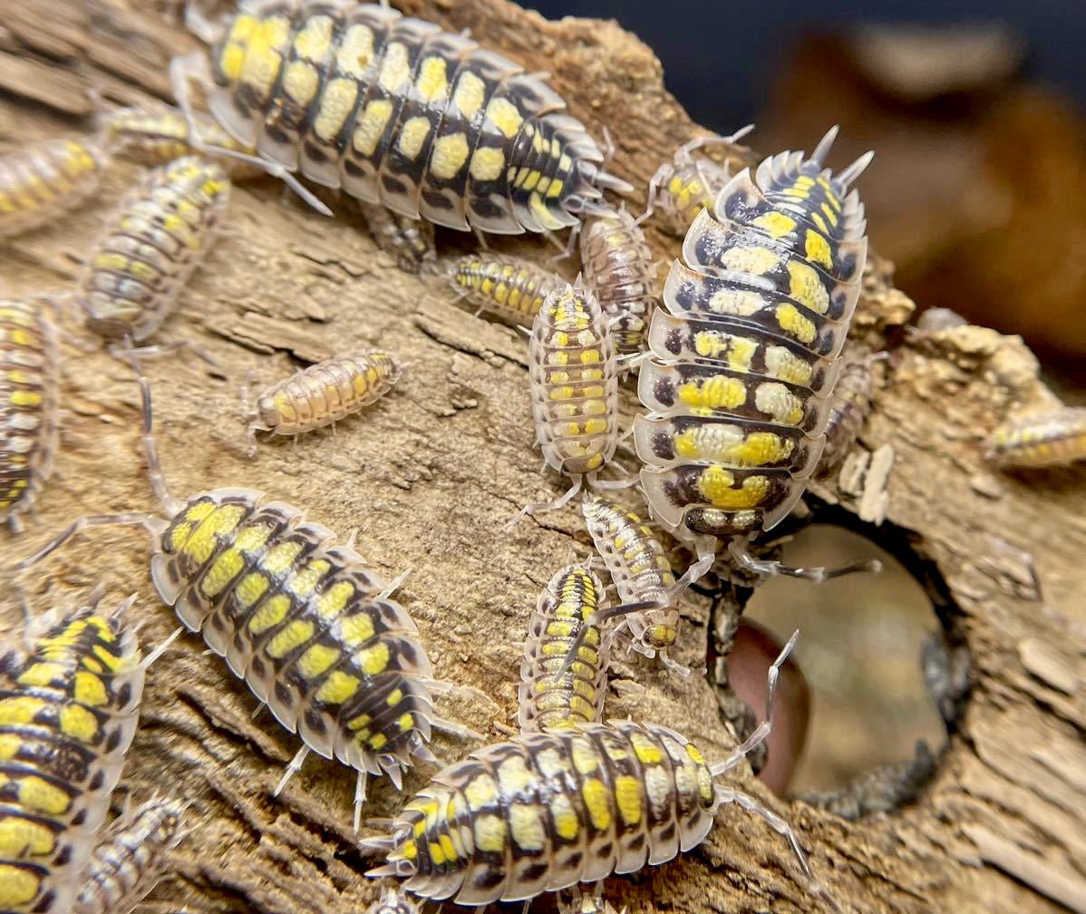 High Yellow Isopod, (Porcellio haasi "High Yellow") - Richard’s Inverts