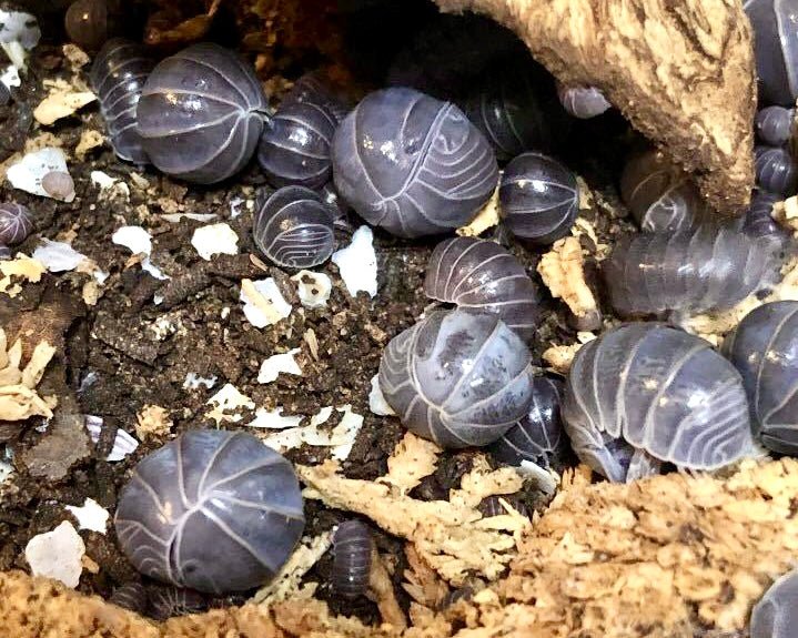 ⨂ Hissing Isopod, (Armadillo officinalis) - Richard’s Inverts