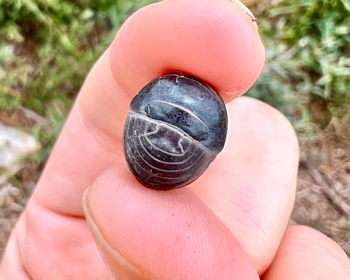Hissing Isopod, (Armadillo officinalis) - Richard’s Inverts