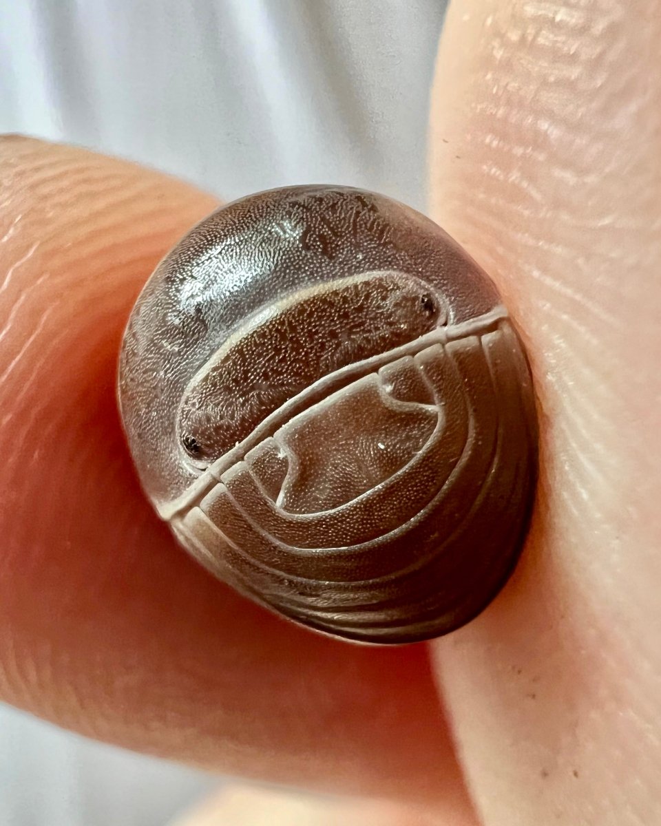 Hissing Isopod, (Armadillo officinalis) - Richard’s Inverts