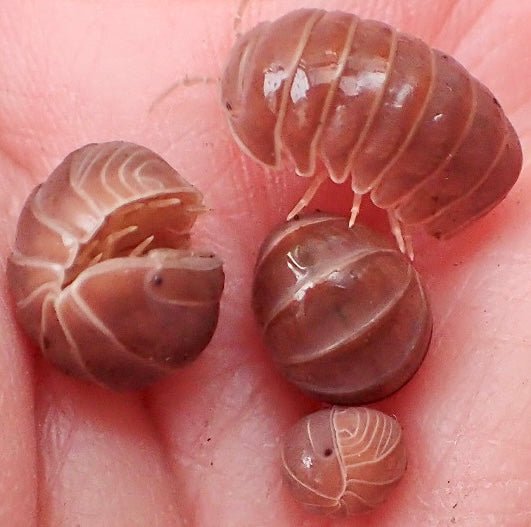 Hissing Isopod "Orange Crush", (Armadillo officinalis) - Richard’s Inverts